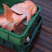 Big game fishing | fotogalerija