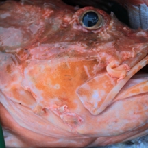 Big game fishing | fotogalerija