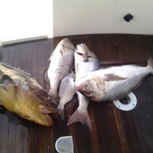 Big game fishing | fotogalerija