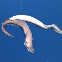 Big game fishing | fotogalerija