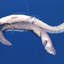 Big game fishing | fotogalerija