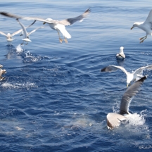 Big game fishing | fotogalerija