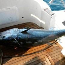 Big game fishing | fotogalerija