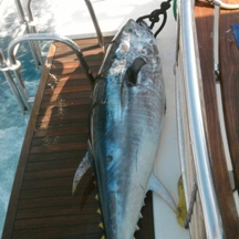 Big game fishing | fotogalerija