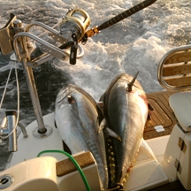 Big game fishing | fotogalerija