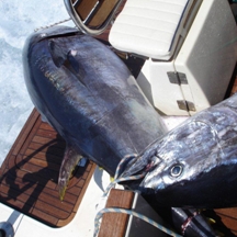 Big game fishing | fotogalerija