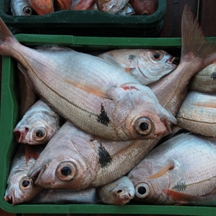 Big game fishing | fotogalerija